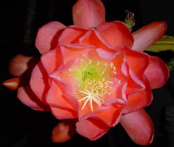 (image for) Epiphyllum Orchid Cactus \'Victorian Rose\' 5 Seeds